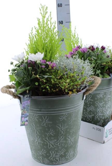 <h4>ARR TUINPLANTEN</h4>