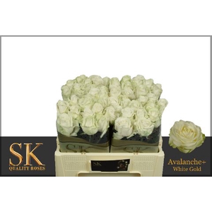 R Gr Avalanche White Super Sk