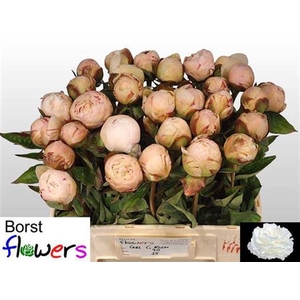 Paeonia Lactiflora Grp 'Carl G. Klehm'