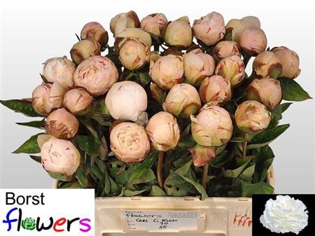 <h4>Paeonia Lactiflora Grp 'Carl G. Klehm'</h4>