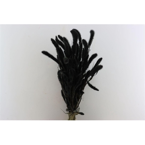 Dried Setaria X5 Black Bunch