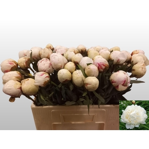 PAEO L BOWL OF CREAM