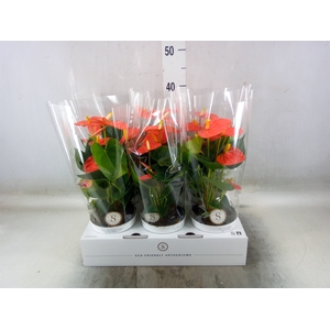 Anthurium andr. 'Orange Champion'