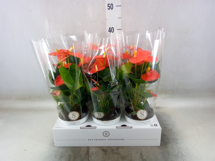 <h4>Anthurium andr. 'Orange Champion'</h4>