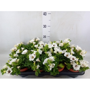 Petunia  'Surfinia Baby White'