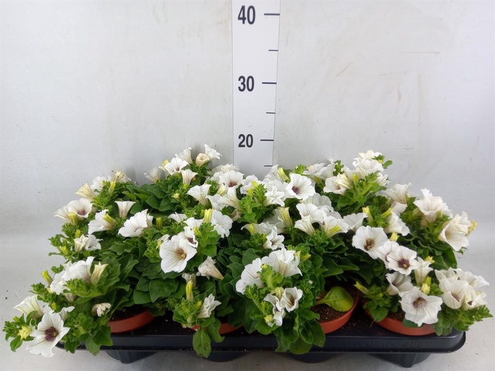 <h4>Petunia  'Surfinia Baby White'</h4>