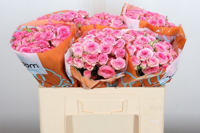<h4>Rosa TR 'Tralala'</h4>