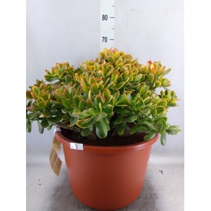 Crassula ovata 'Sunset'