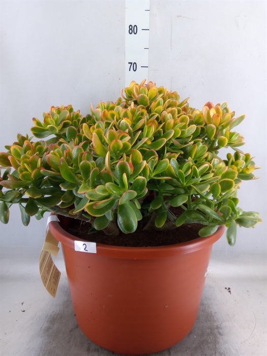 <h4>Crassula ovata 'Sunset'</h4>