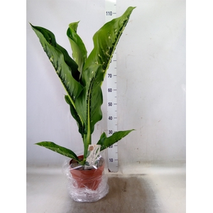 Dieffenbachia seg. 'Caiman'