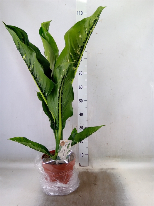 <h4>Dieffenbachia seg. 'Caiman'</h4>