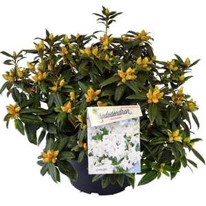 Rhodo. 'Dora Amateis' white