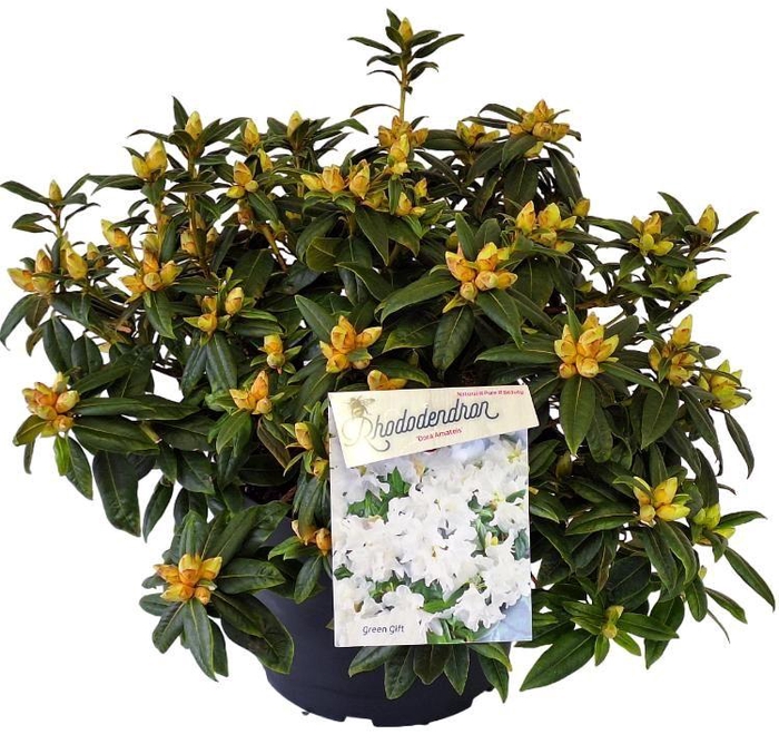 <h4>Rhodo. 'Dora Amateis' white</h4>