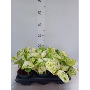 Epipremnum pinn. 'Happy Leaf'
