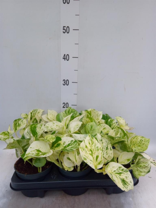 <h4>Epipremnum pinn. 'Happy Leaf'</h4>