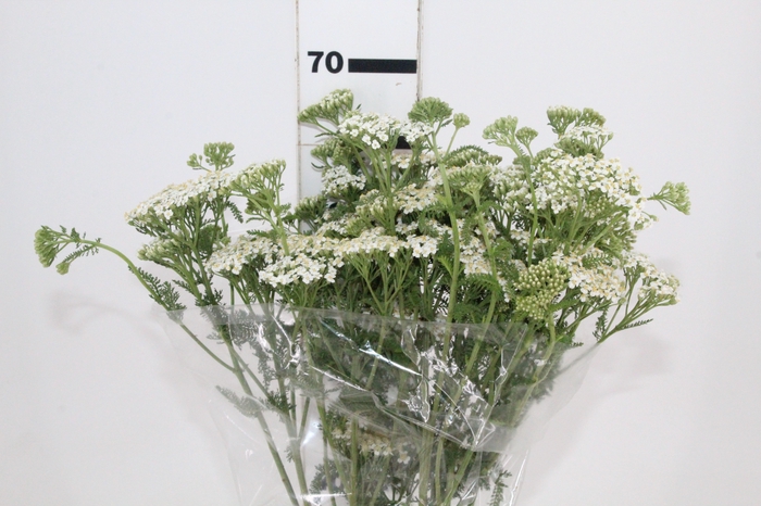 <h4>ACHILLEA MILLEFOLIUM BRANCO 070 CM</h4>