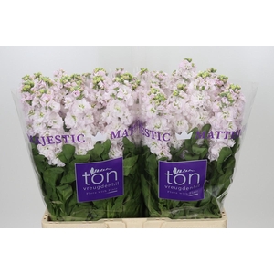 Matthiola incana StoX Silver