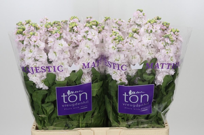 <h4>Matthiola incana StoX Silver</h4>