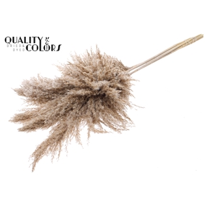 Pampas Grass 100cm 5st/bunch Frosted White