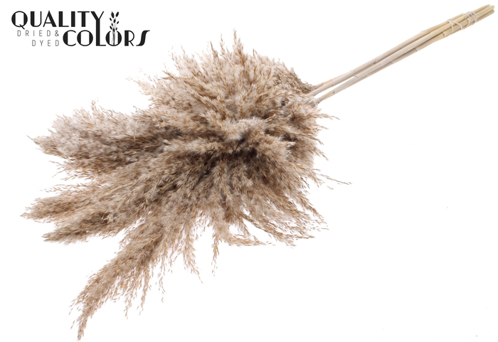 <h4>Pampas Grass 100cm 5st/bunch Frosted White</h4>