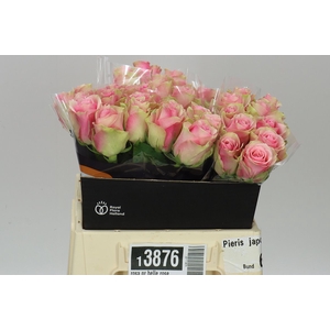 Rosa Gr Belle Rose