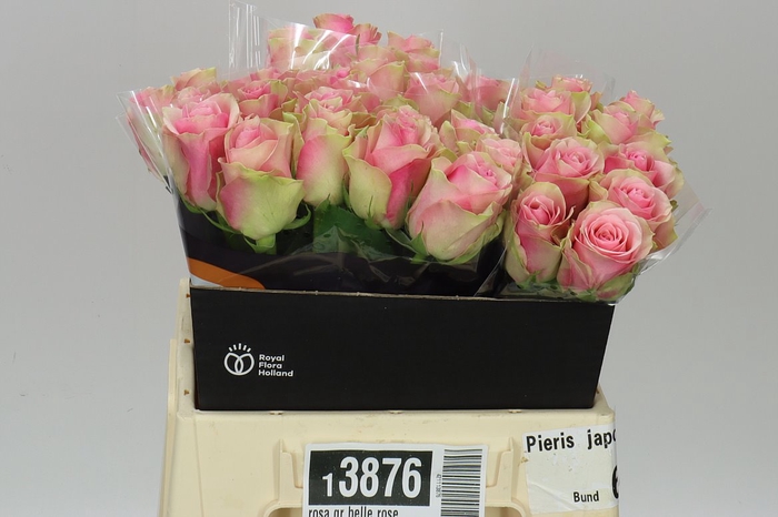 <h4>Rosa Gr Belle Rose</h4>