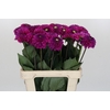 Dahlia Purple Fox