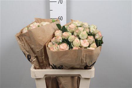 <h4>R Tr Gentle Trendsetter</h4>