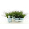arr8 Isolepis Cernua