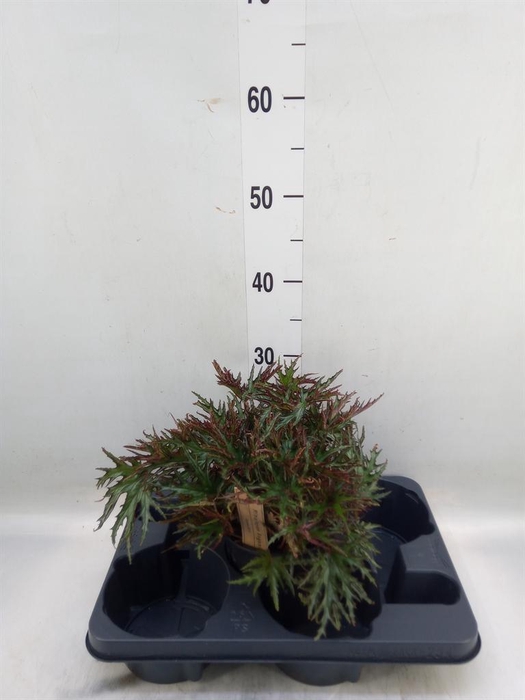 <h4>Begonia BD   ...</h4>