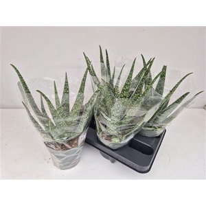 Aloe Vera P14