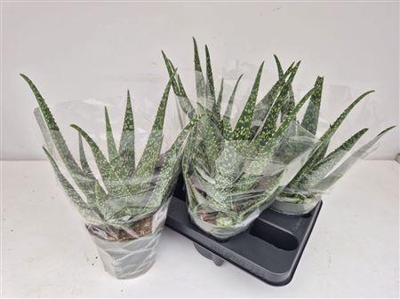 <h4>Aloe Vera P14</h4>