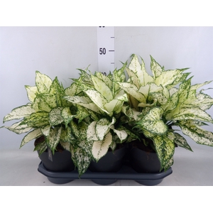 Aglaonema  'White Kiwi'