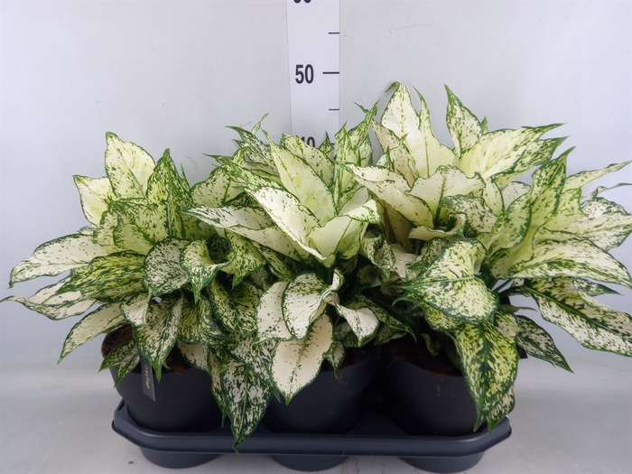 <h4>Aglaonema  'White Kiwi'</h4>