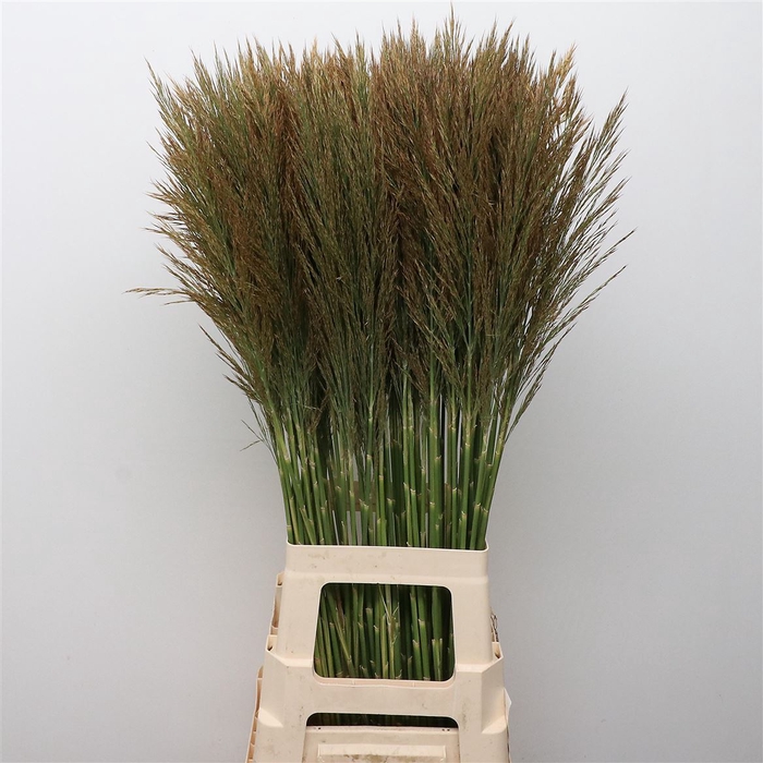 <h4>Arundo Donax</h4>