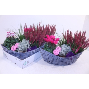 ARR TUINPLANTEN