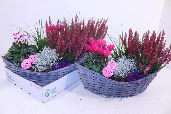 <h4>ARR TUINPLANTEN</h4>