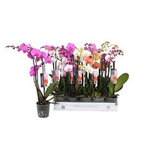 Phalaenopsis 6 color mix, 2,5-spike 18+