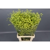 Limonium Diamond Yellow