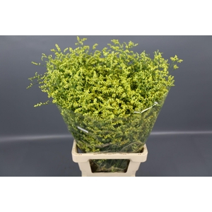 Limonium Diamond Yellow