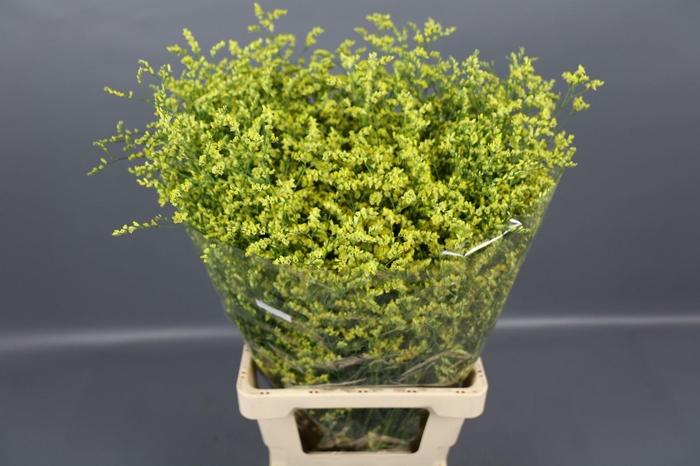 <h4>Limonium Diamond Yellow</h4>