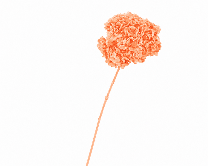 <h4>Dried Bleached Hydrangea Anna Salmon</h4>
