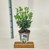 Euonymus japonicus Himalaya