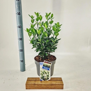 Euonymus japonicus Himalaya