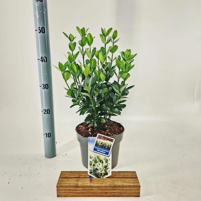 <h4>Euonymus japonicus Himalaya</h4>