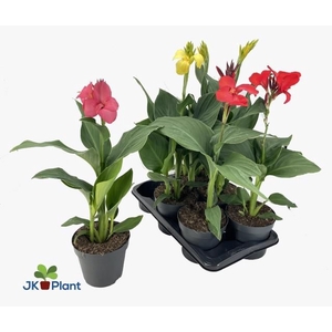 CANNA CANNOVA GEM