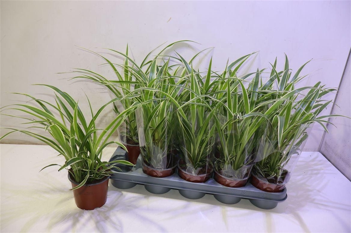 <h4>arr8 Chlor Comosum</h4>