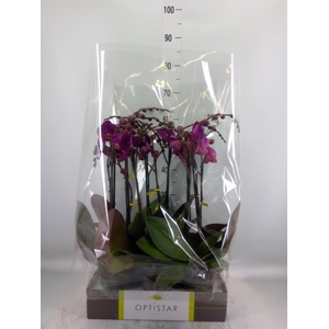 Phalaenopsis   ...lilac