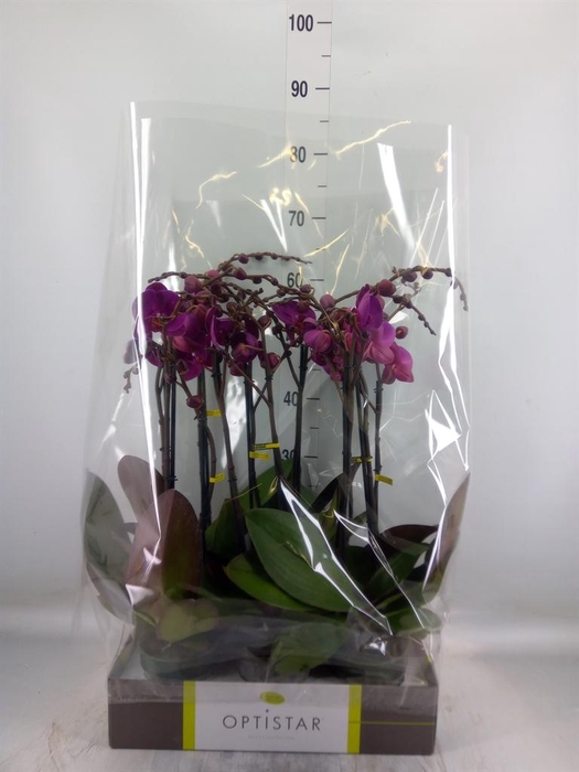 <h4>Phalaenopsis   ...lilac</h4>