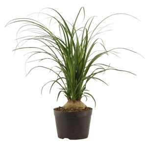 Beaucarnea Bol 14 cm